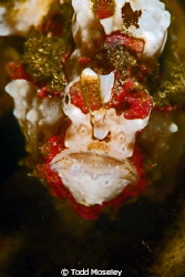 Frog fish by Todd Moseley 